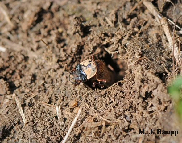 A tiny fierce predator makes its spring debut: Six-spotted green